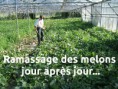 /album/galerie-photos/ramassage-des-melons-libelle-jpg/